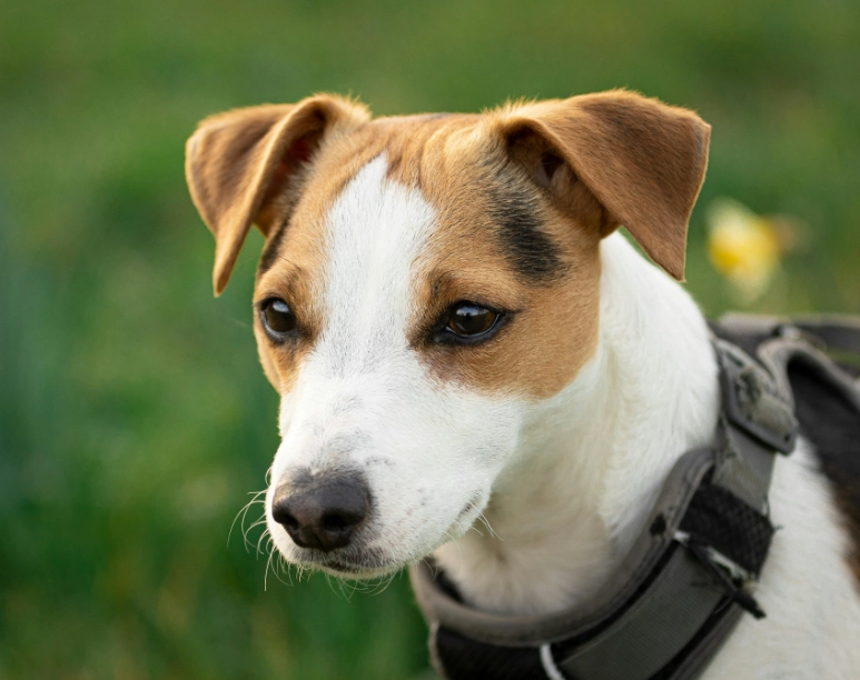 傑克羅素梗犬優缺點