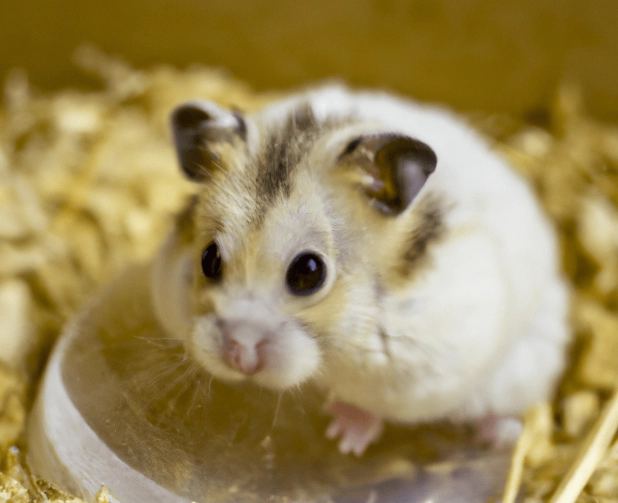 倉鼠親訓 倉鼠親訓