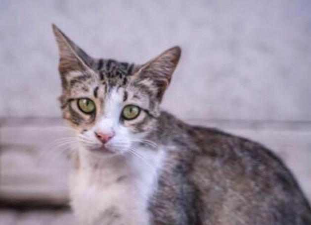 英短混米克斯 英短混米克斯