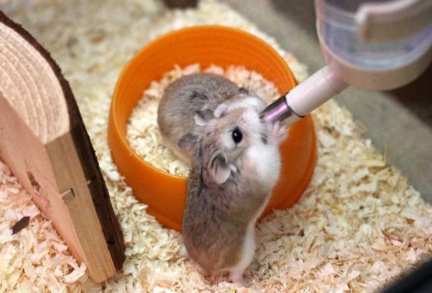 倉鼠飼養 倉鼠飼養