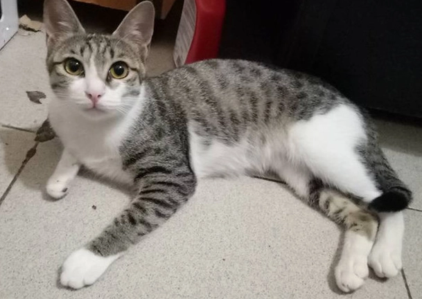 白底虎斑貓飼養