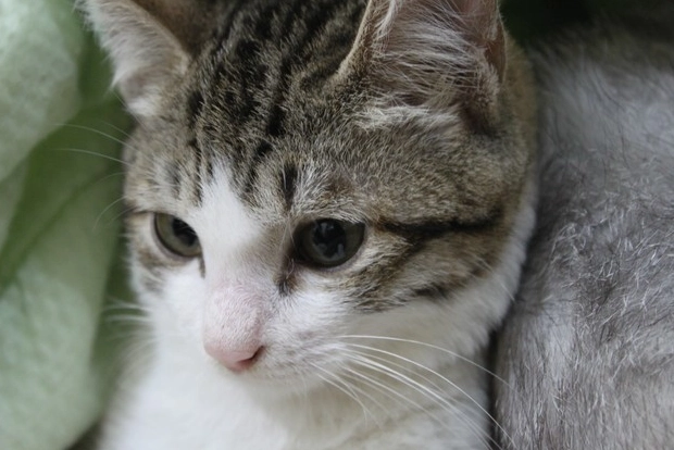 白底虎斑貓飼養