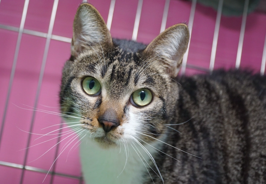 白底虎斑貓飼養