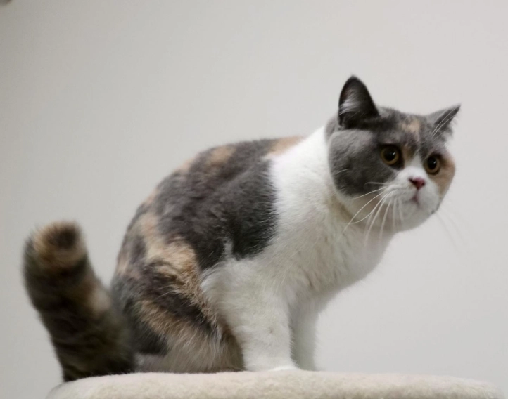 米克斯貓品種 米克斯貓品種