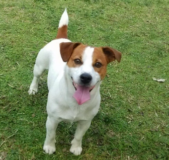 傑克羅素梗犬飼養