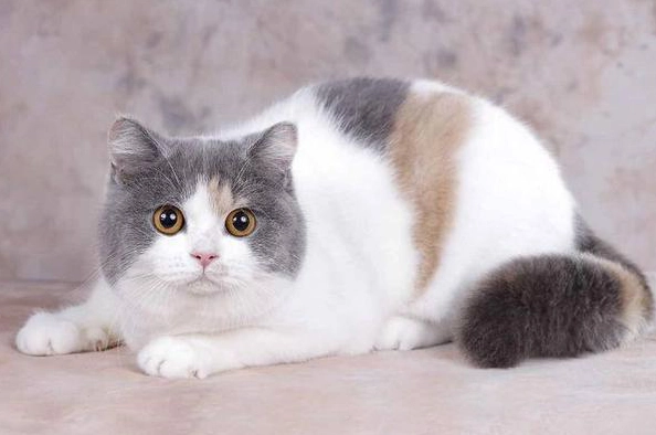 米克斯貓品種 米克斯貓品種