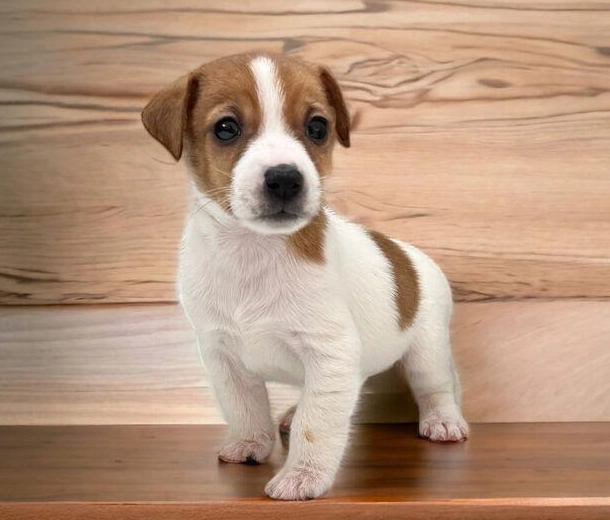 傑克羅素梗犬優缺點