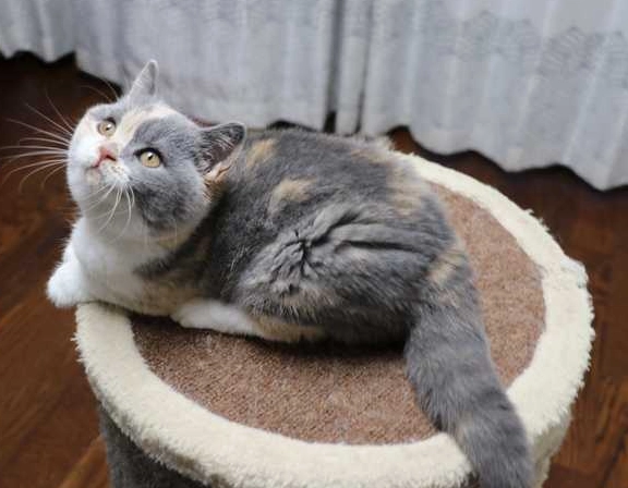 英短混米克斯 英短混米克斯