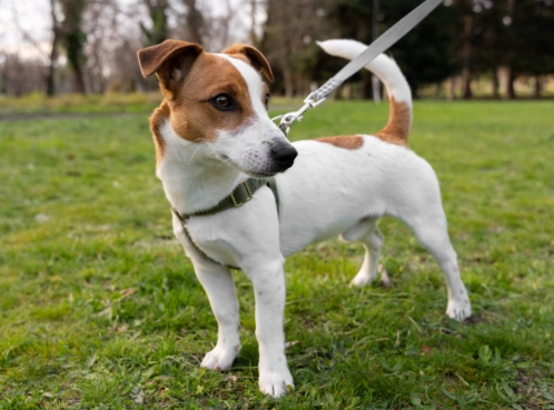 傑克羅素梗犬飼養