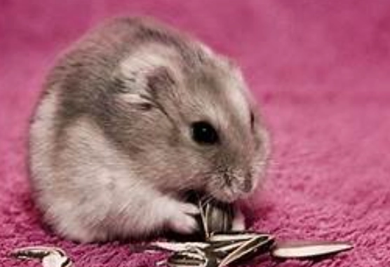 倉鼠飼養 倉鼠飼養