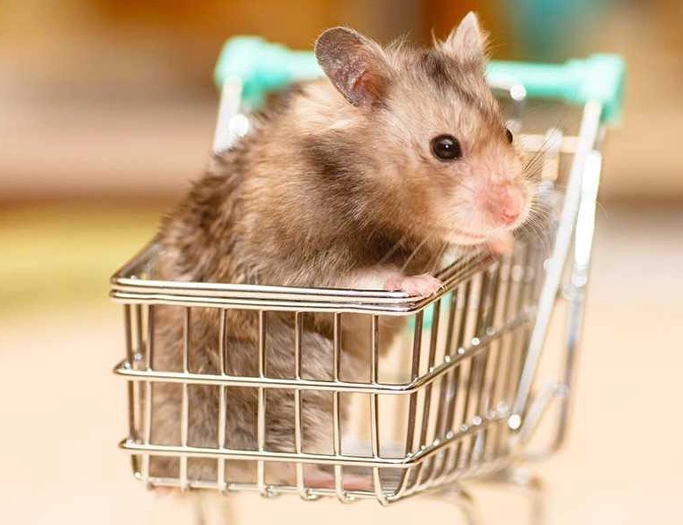 倉鼠籠子推薦