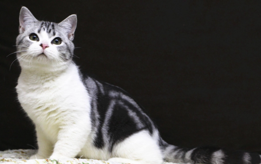 米克斯貓品種 米克斯貓品種