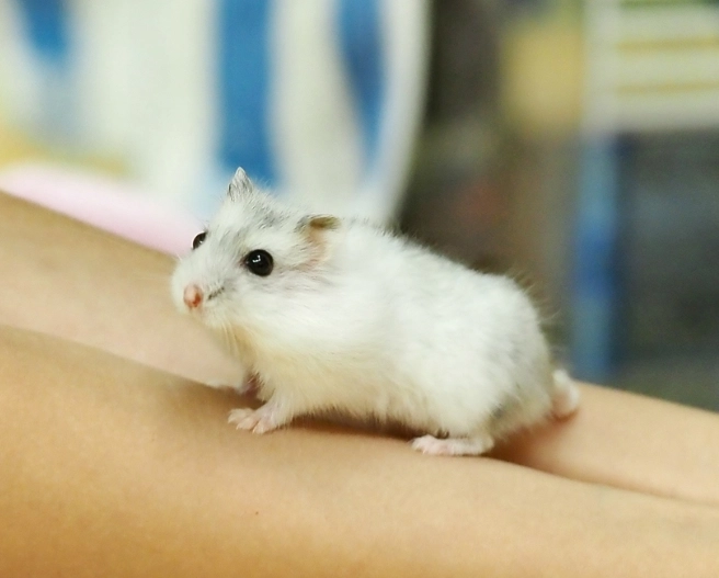 倉鼠行為 倉鼠行為