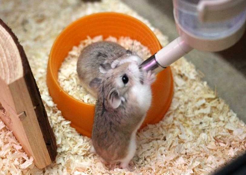 倉鼠認主人 倉鼠認主人