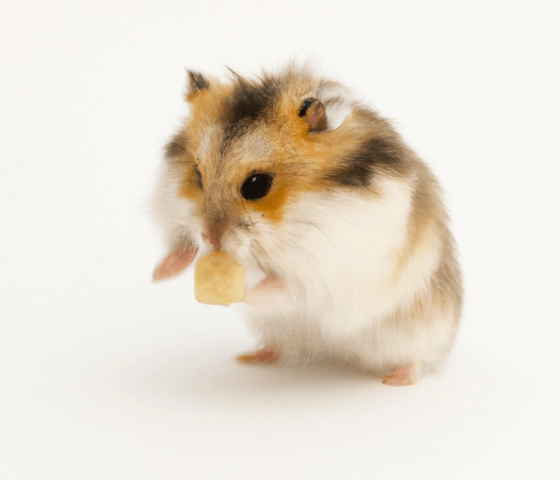 倉鼠晚上活動 倉鼠晚上活動