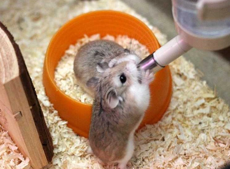 倉鼠睡覺時間 倉鼠睡覺時間