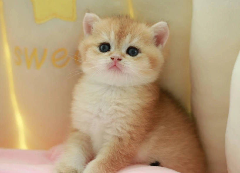 金漸層貓飼養 金漸層貓飼養