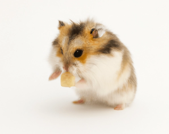 倉鼠行為 倉鼠行為