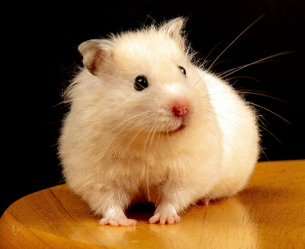 如何讓黃金鼠親近主人 如何讓黃金鼠親近主人