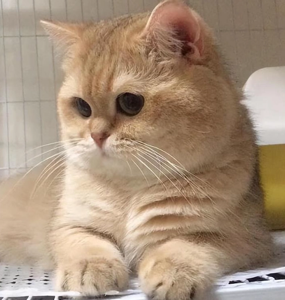 金漸層貓飼養 金漸層貓飼養