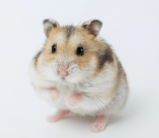 倉鼠晚上活動 倉鼠晚上活動