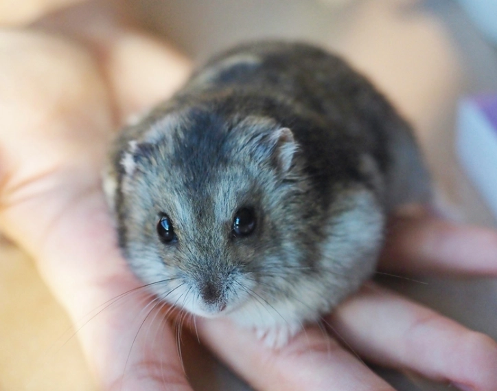 倉鼠夜行性 倉鼠夜行性