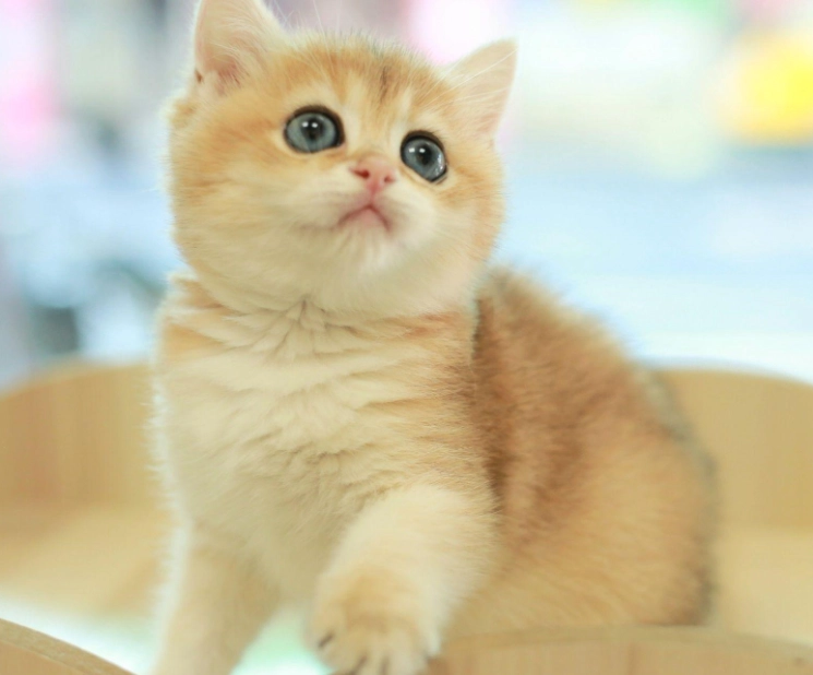 英國短毛貓金色漸層 英國短毛貓金色漸層