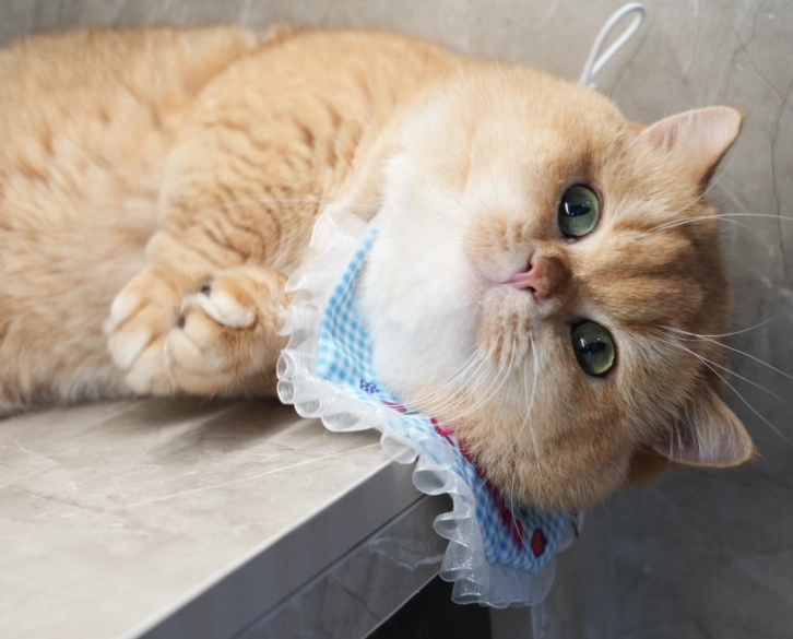 金漸層貓飼養 金漸層貓飼養