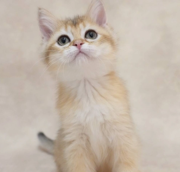 英國短毛貓金色漸層 英國短毛貓金色漸層