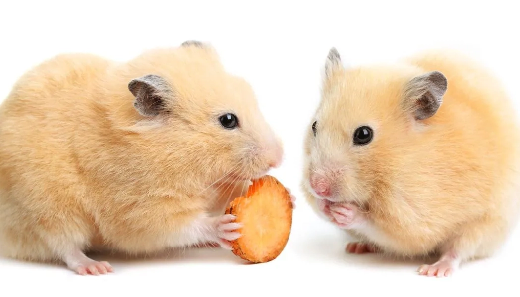 黃金鼠親人訓練方法 黃金鼠親人訓練方法