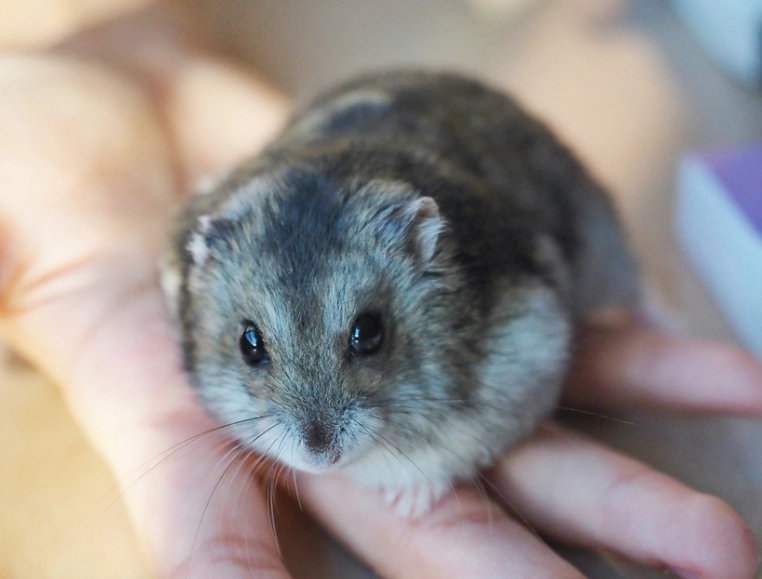 倉鼠飼養指南 倉鼠飼養指南