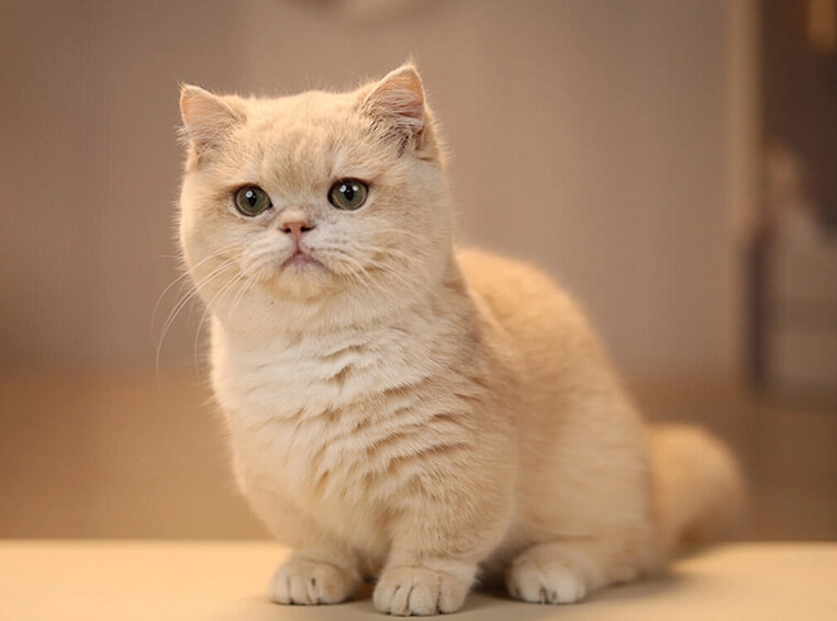 英國短毛貓金色漸層 英國短毛貓金色漸層