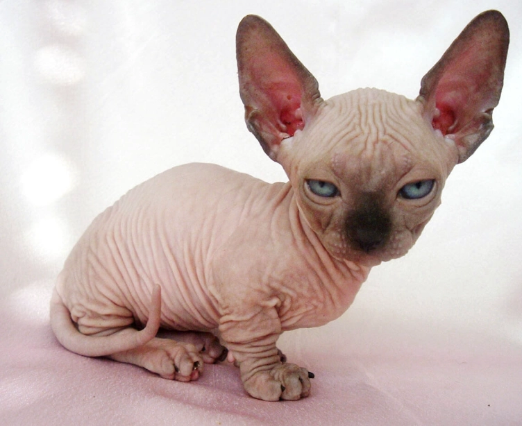 延長貓咪壽命方法