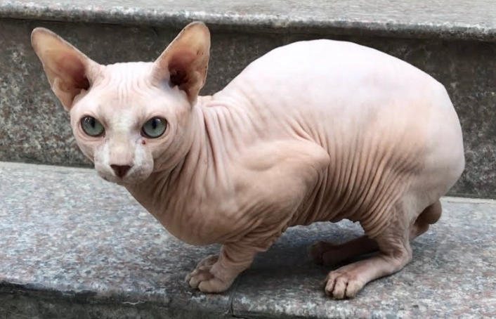 無毛貓平均壽命