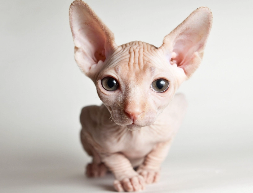 無毛貓平均壽命