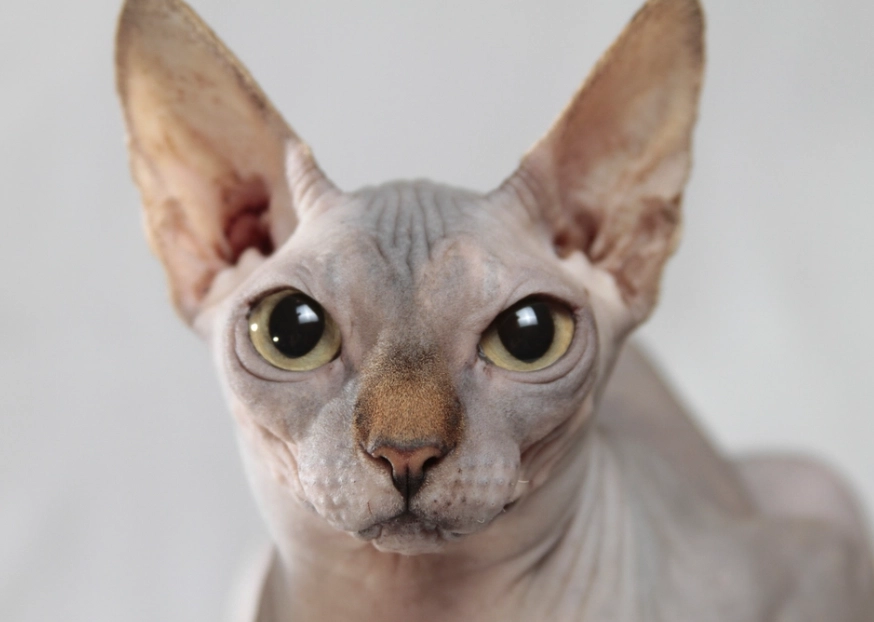 無毛貓平均壽命