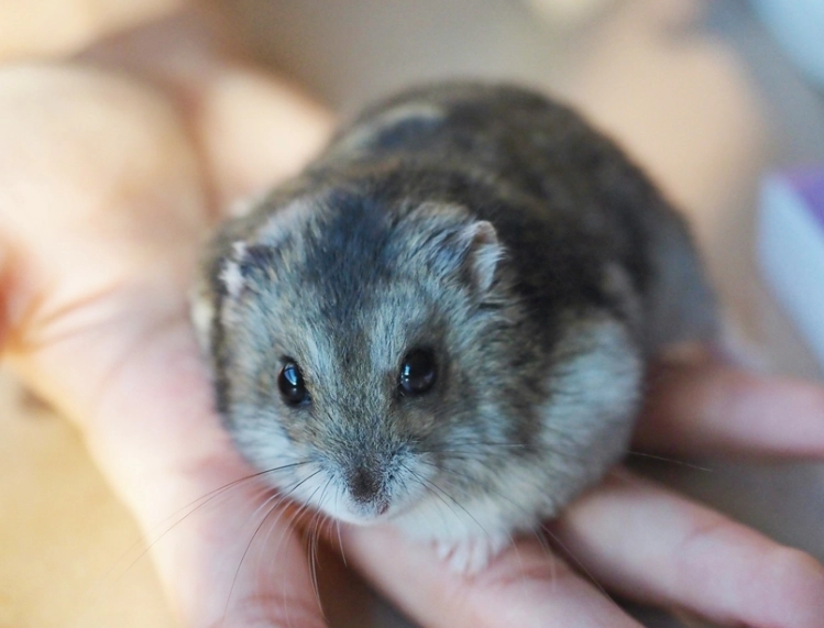 黃金倉鼠體重 黃金倉鼠體重