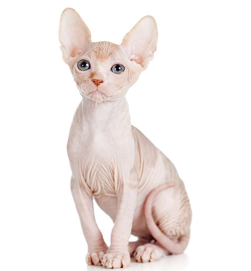 延長貓咪壽命方法