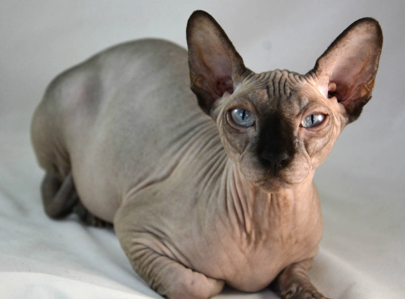 延長貓咪壽命方法