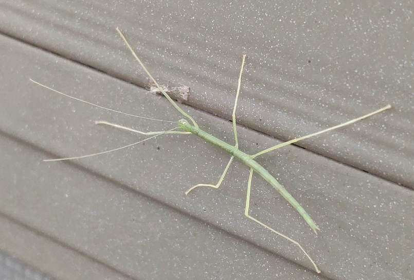 棉桿竹節蟲飼養 棉桿竹節蟲飼養
