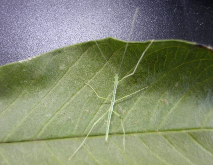 竹節蟲食物 竹節蟲食物