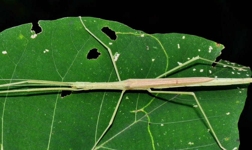 棉桿竹節蟲飼養 棉桿竹節蟲飼養