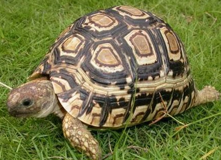 陸龜不吃東西 陸龜不吃東西