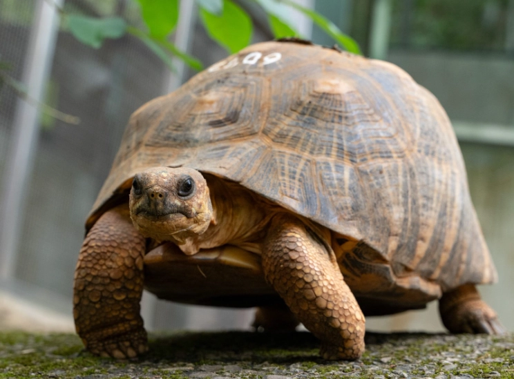陸龜不吃東西 陸龜不吃東西