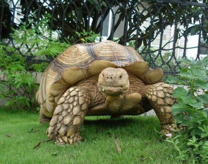 陸龜拒食原因 陸龜拒食原因