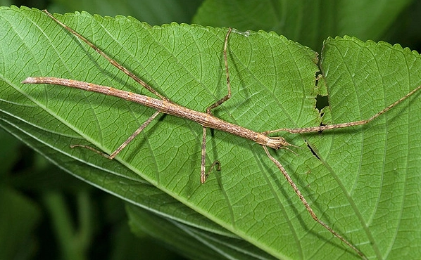 竹節蟲食物 竹節蟲食物