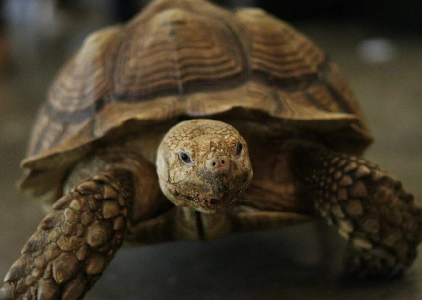 陸龜不吃東西 陸龜不吃東西