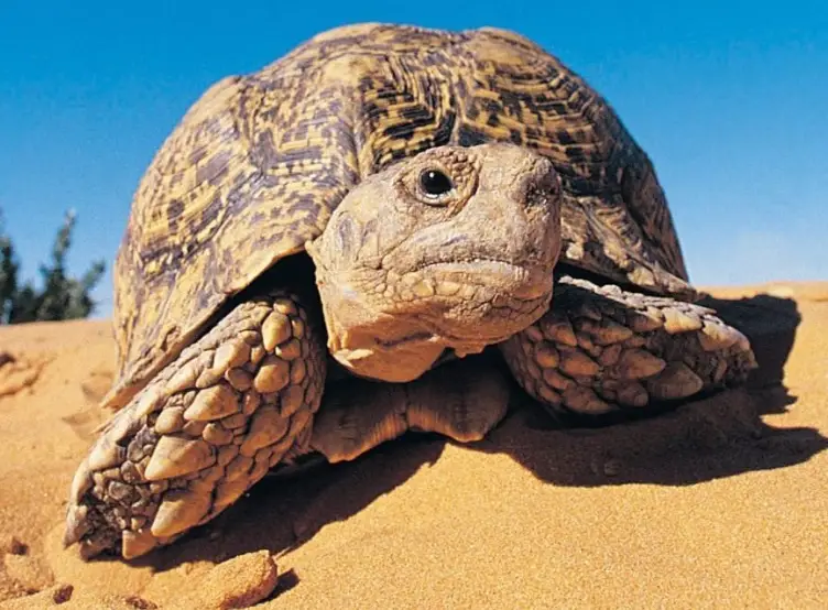 陸龜拒食原因 陸龜拒食原因