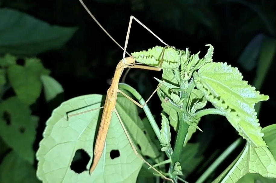 竹節蟲食物 竹節蟲食物