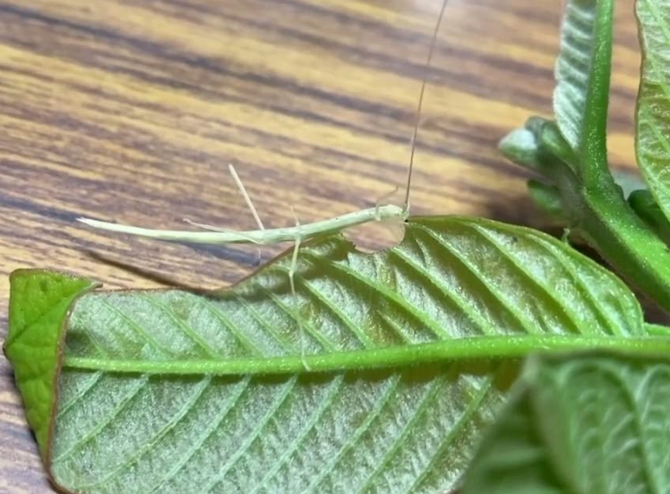 棉桿竹節蟲飼養 棉桿竹節蟲飼養